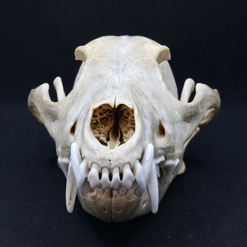 skull 1 front view