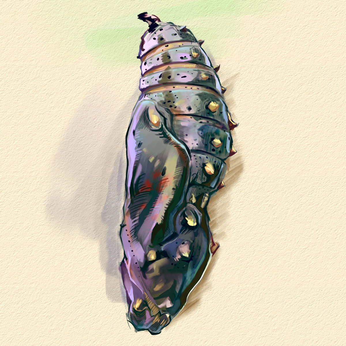 painted lady butterfly chrysalis