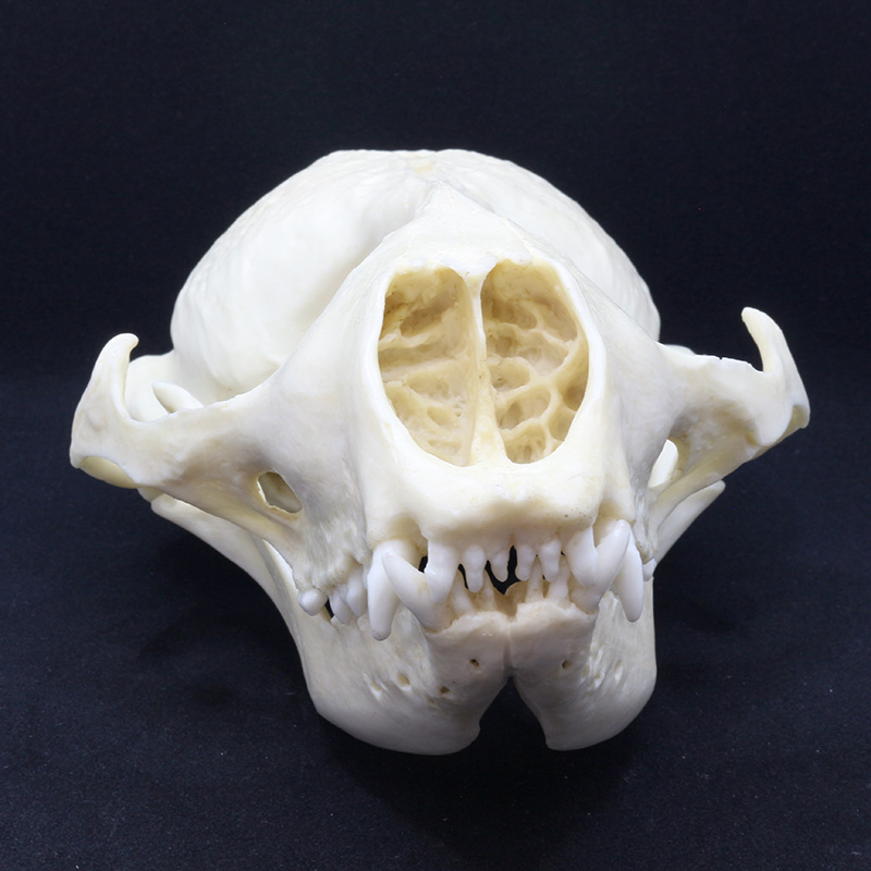 skull 4 front view