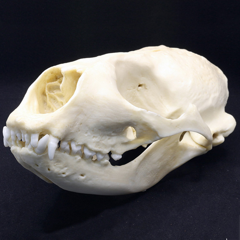 skull 4 side view