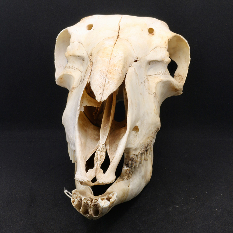 skull 3 front view