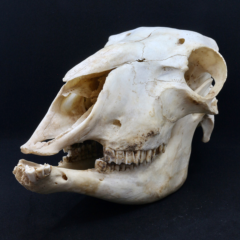 skull 3 side view