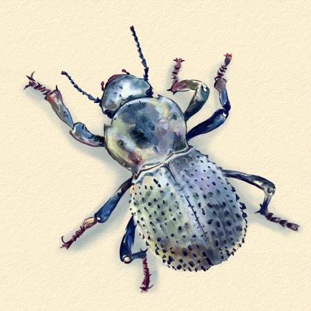desert ironclad beetle
