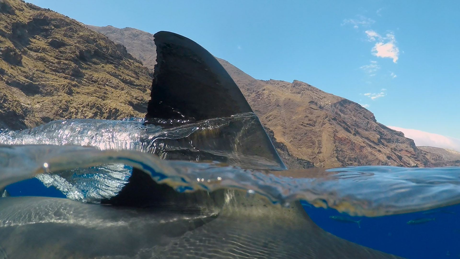 Shark fin above water