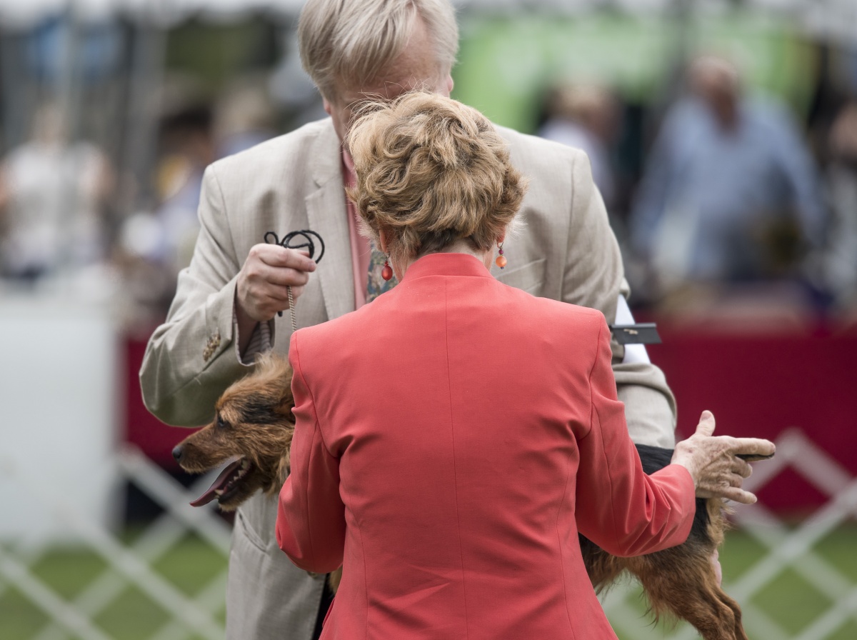Judges inspect a medium-sized dog during the competition.