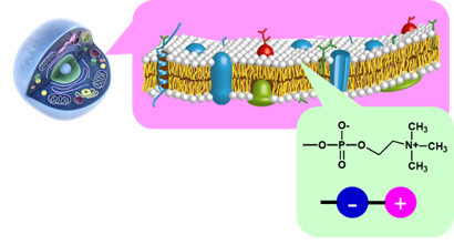 bio-inspired polymer