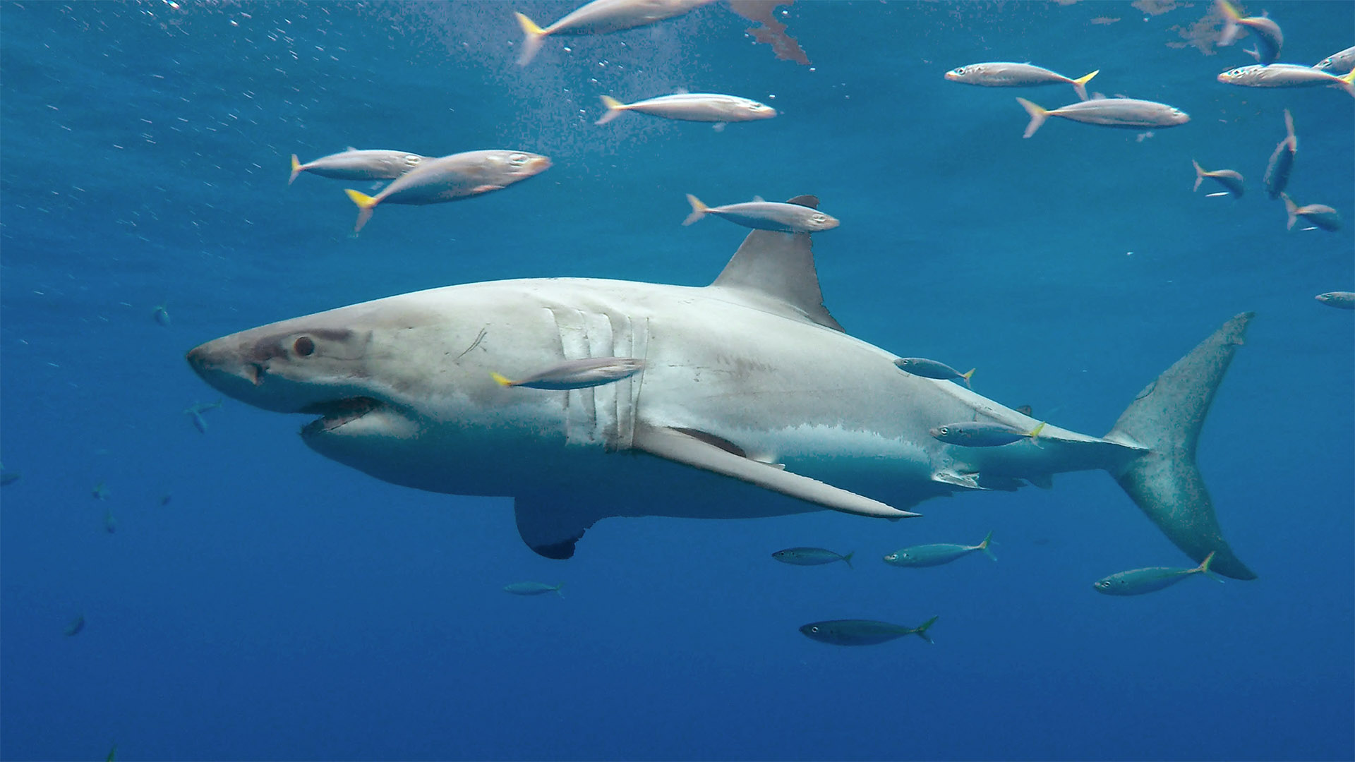 Sharks 101: Dispelling myths around the ocean's most feared fish