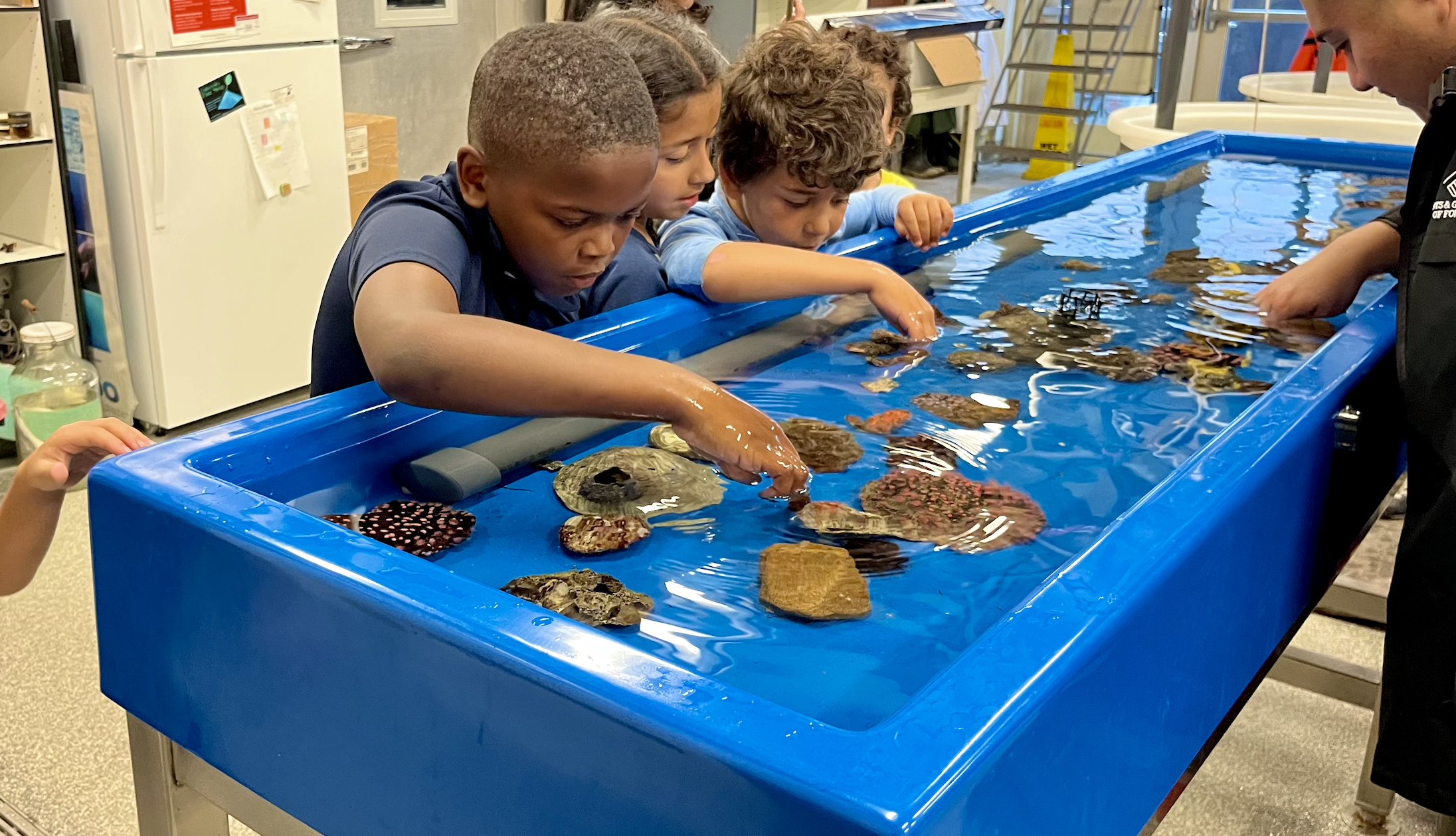 children touching marine creatures in a touch tank