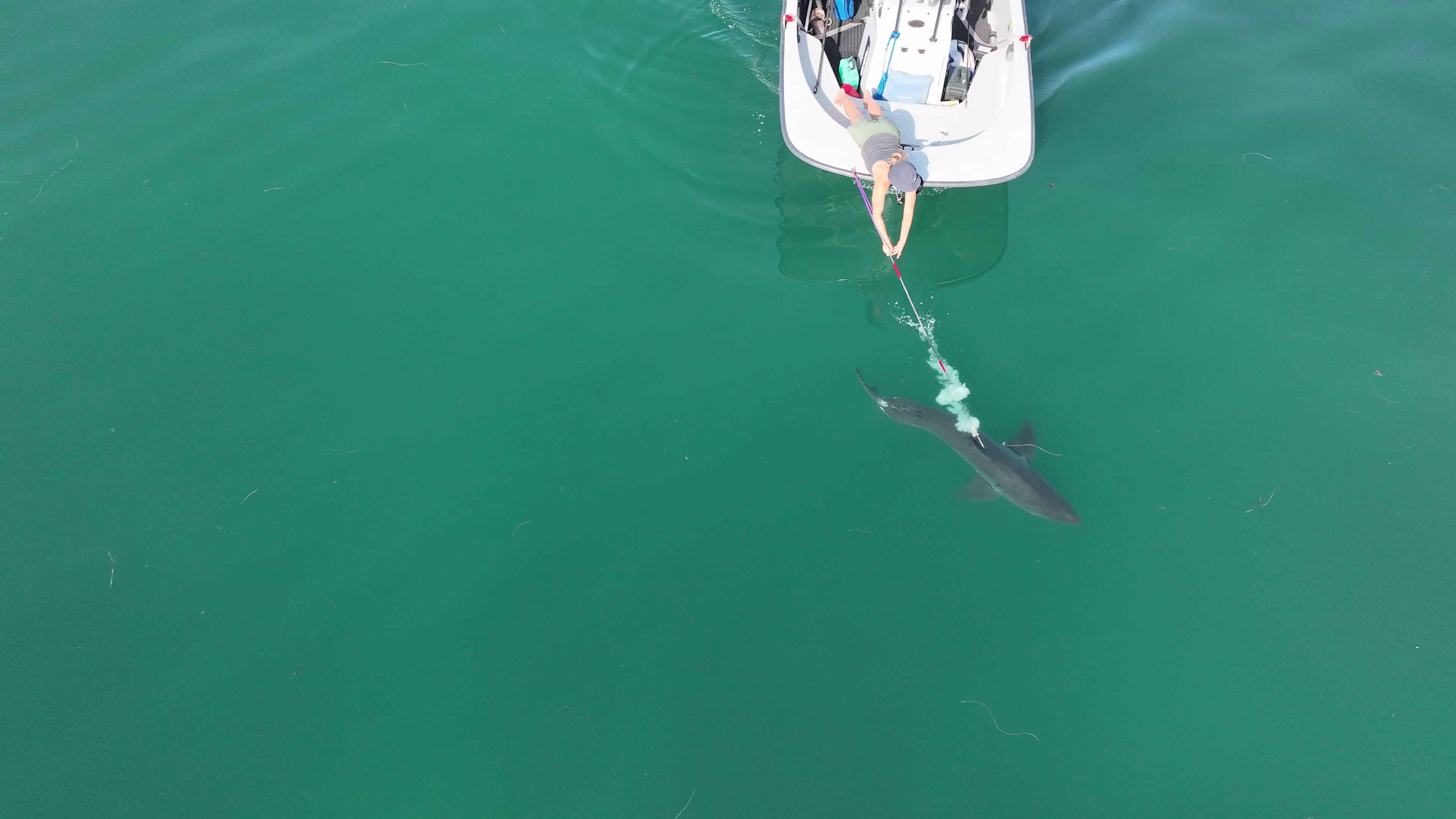 researcher tagging a white shark