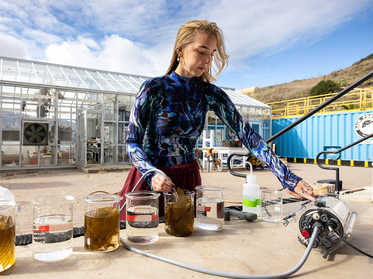 student researcher experimenting on kelp