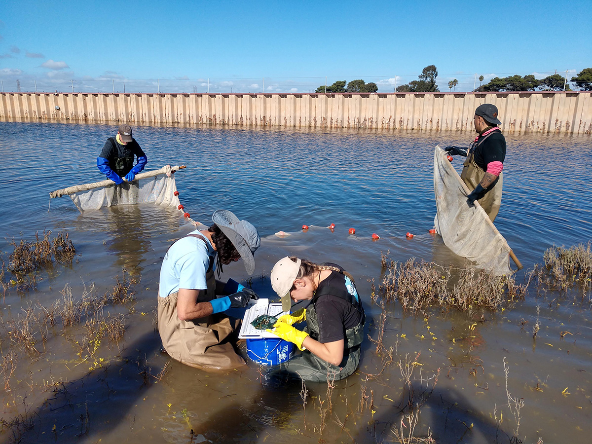 student researchers working in wetlands