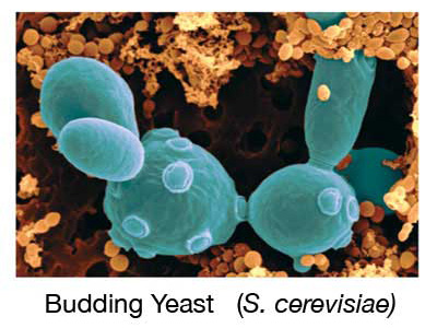 budding yeast - S. cerevisiae