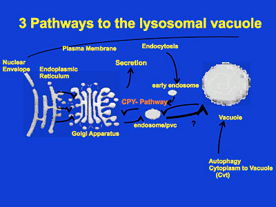 3 pathways to the lysosomal vacuole