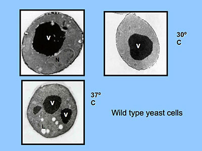 wild type yeast cells