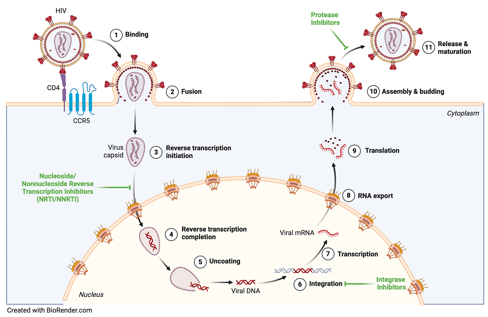 HIV replication process