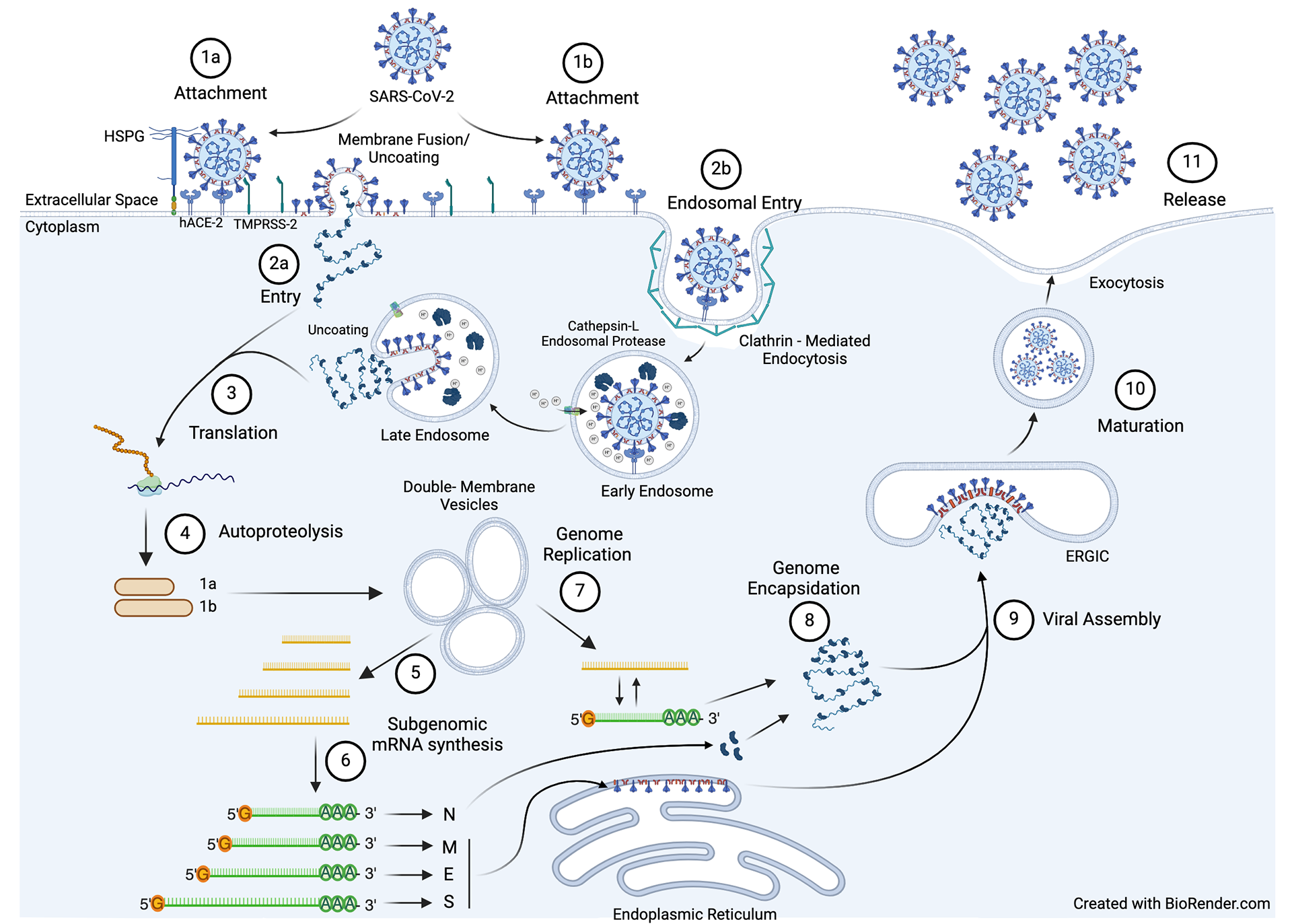 SARS-CoV-2 replication process