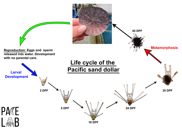 life cycle of the pacific sand dollar