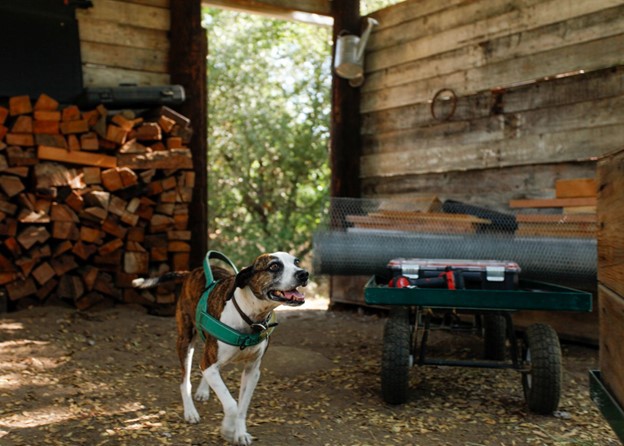 Campsite Dog in the Workshop