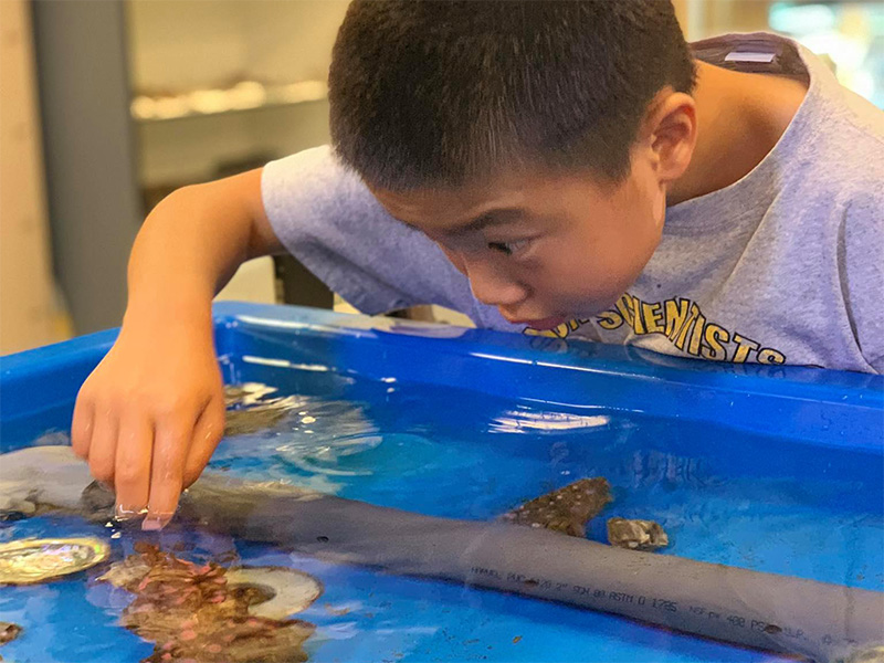 child touching animal in marine touch tank