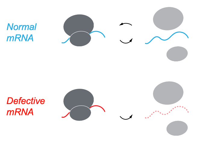 normal mRNA versus defective mRNA