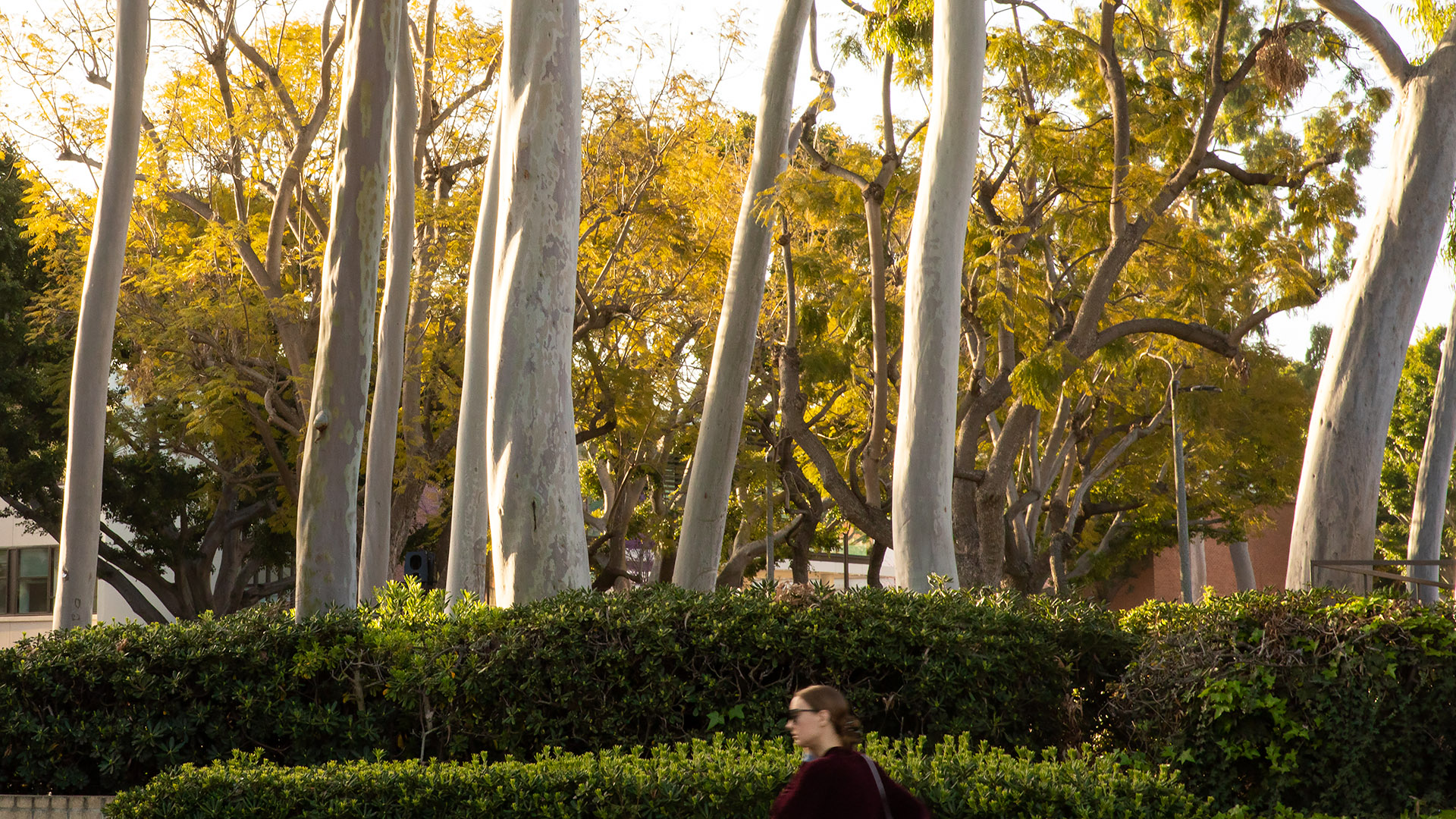 student walking past trees