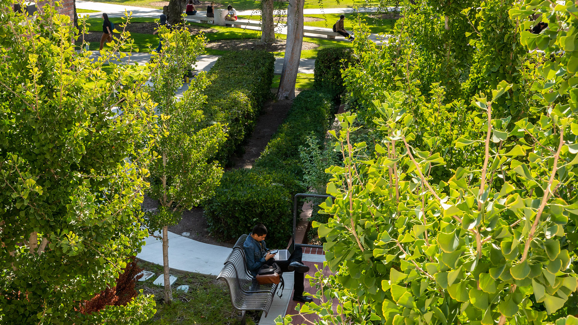 students sitting among trees on campus