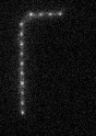 DNA molecule occupying many cavities