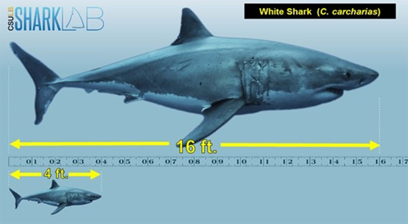 Great White Shark Sex Porn - Juvenile White Shark Behavior and Biology | Shark Lab | California State  University Long Beach