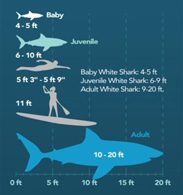 Juvenile White Shark Behavior and Biology, Shark Lab