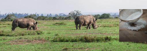 Rhino Horns and Rhino Powder 