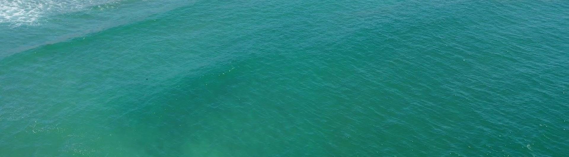 White shark cruising by the beach