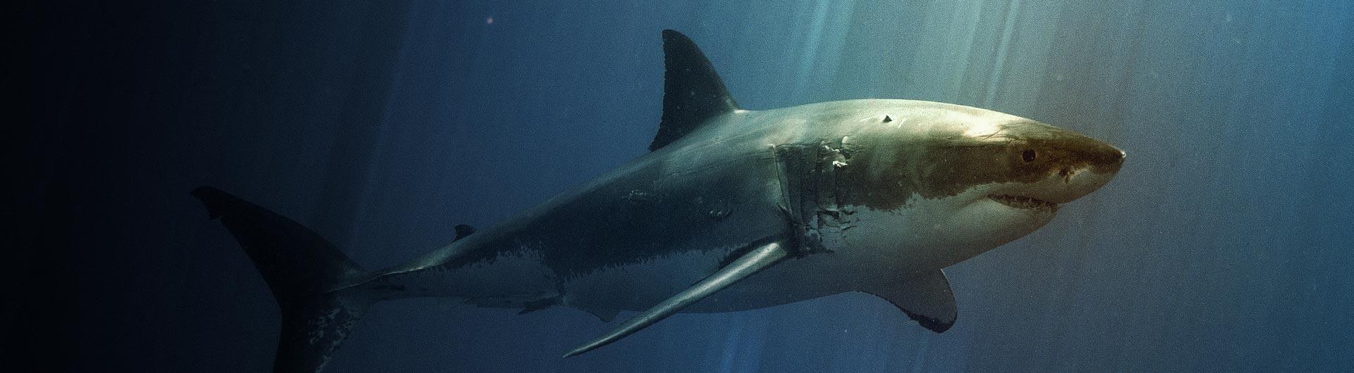 These Tiny Scales Make Sharks Incredibly Fast. Can They Help Us Build  Better Planes?