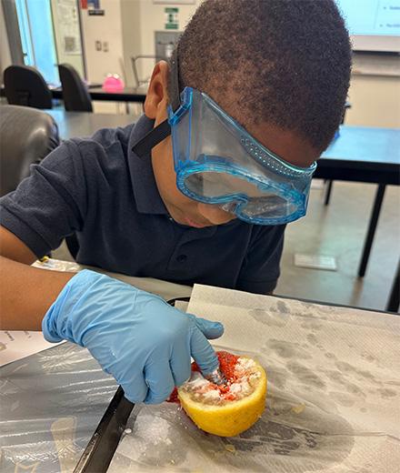 young child examining chemical reaction with lemon