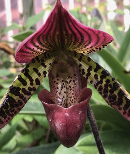 Slipper Orchid Plant