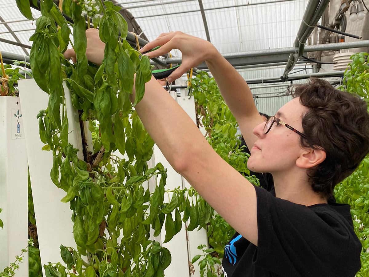 student picking basil