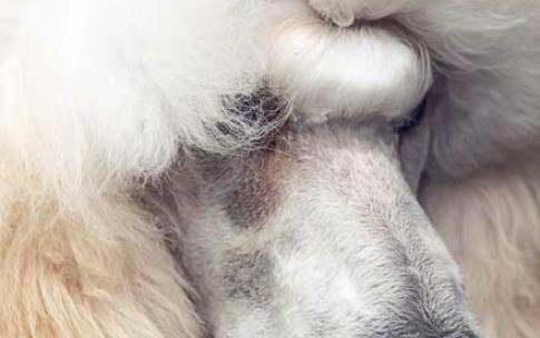 A closeup of a fluffy poodle 