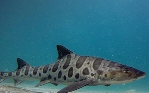 leopard shark swimming