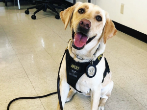 K9 Avery Portrait