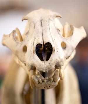An animal skull in the Mammal Lab at CSULB