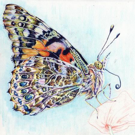 painted lady butterfly