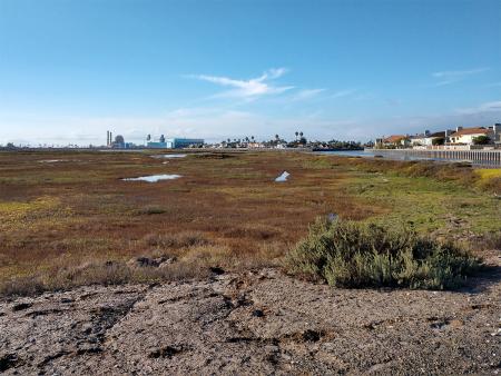 Huntington Beach wetlands