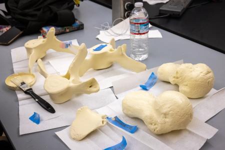 Several large, beige anatomical bone models are placed on a table alongside a paintbrush, a plastic water bottle, and blue labels.