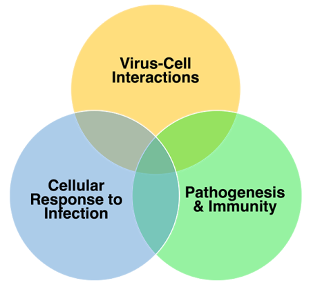 research areas and their intersections: virus-cell interactions; cellular response to infection; and pathogenesis and immunity