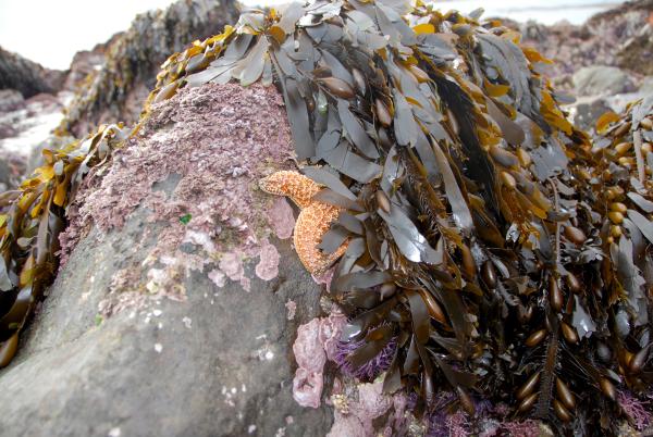 Rocky Intertidal Zone at Abalone Cove on the Palos Verdes Peninsula 