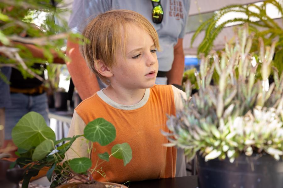 A little boy in an orange shirt looks intently at a plant displayed by the Botony Lab at Sharks at the Beach and Science in the Hall
