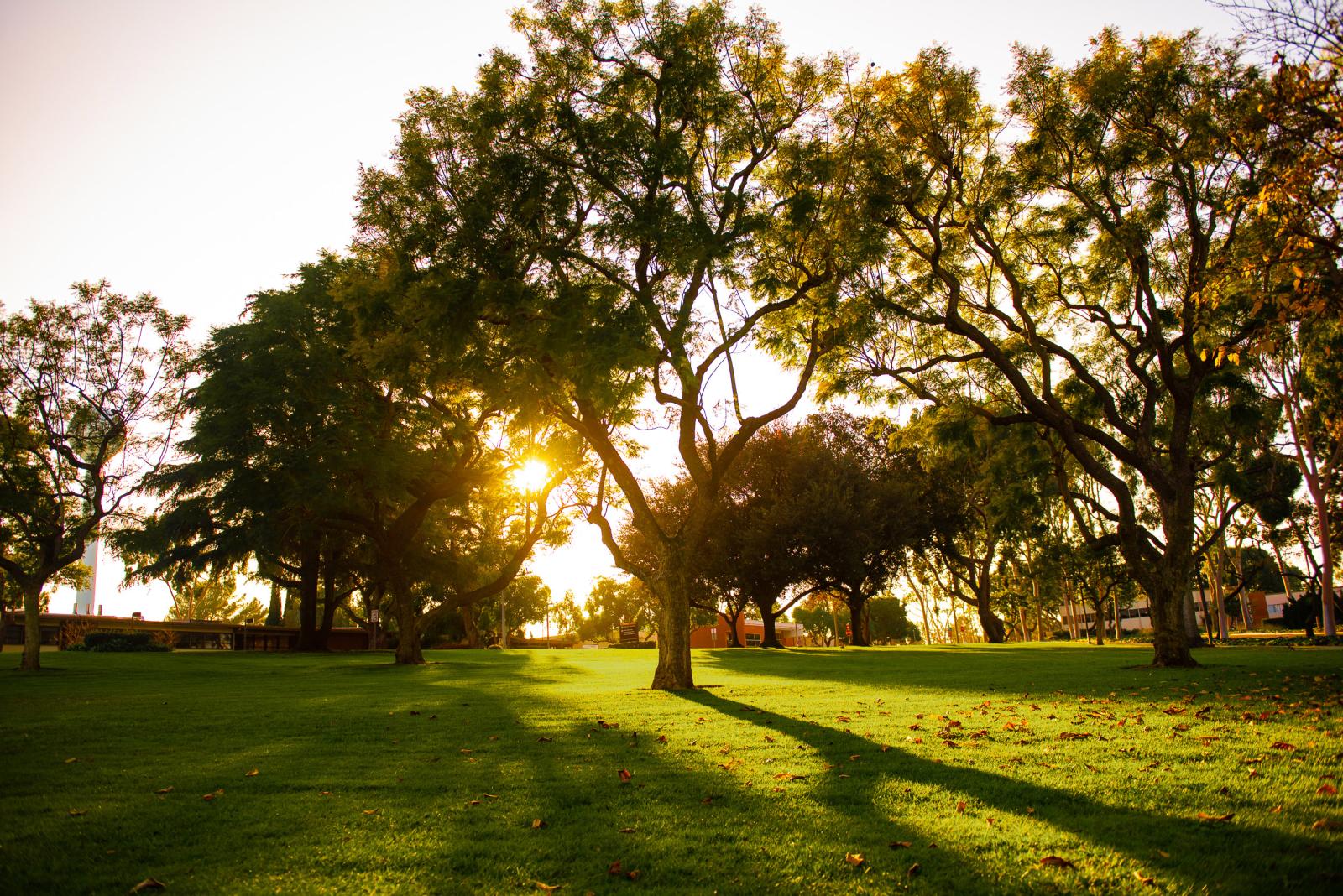 General campus green for picnic