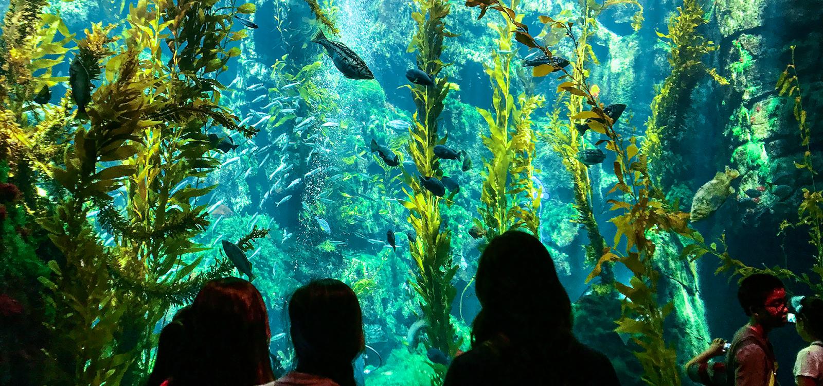 students in front of a large aquarium tank at a local aquarium