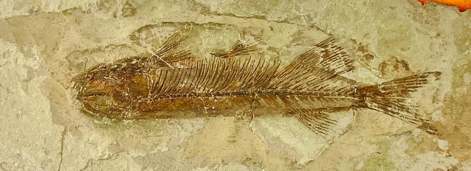 fossil of a fish