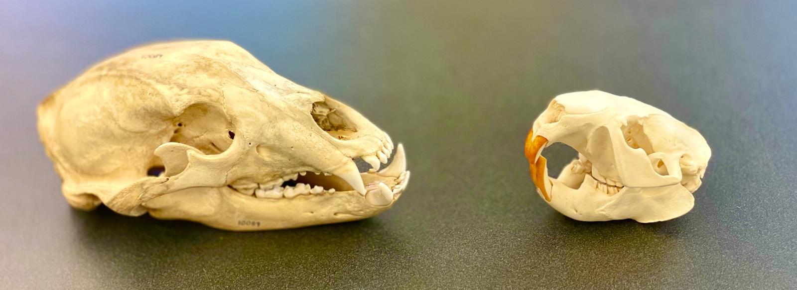 Two animal skulls looking at each other. 