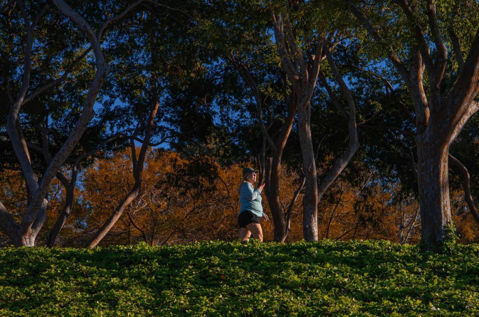 A woman walks by several trees on the CSULB campus.